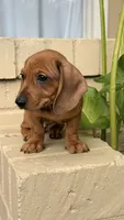 Red Dapple Female Short Haired , a female Miniature Dachshund for sale in Arcadia, CA – 1 of 5