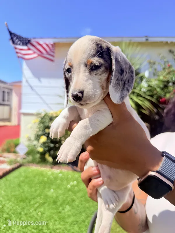 💙Pied Dapple Male Short Haired Dachshund – Miniature Dachshund puppy for sale in Arcadia, CA