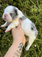 💙 Blue Pied Merle Male Fluffy French Bulldog, a male French Bulldog for sale in Arcadia, CA – Photo 3 of 6