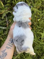 💙 Blue Pied Merle Male Fluffy French Bulldog, a male French Bulldog for sale in Arcadia, CA – Photo 5 of 6