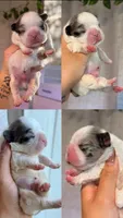 💙 Blue Pied Merle Male Fluffy French Bulldog, a male French Bulldog for sale in Arcadia, CA – Photo 1 of 6