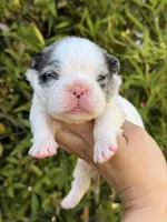 💙 Blue Pied Merle Male Fluffy French Bulldog, a male French Bulldog for sale in Arcadia, CA – Photo 2 of 6
