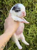 💙 Blue Pied Merle Male Fluffy French Bulldog, a male French Bulldog for sale in Arcadia, CA – Photo 6 of 6