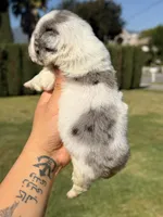 💙 Blue Pied Merle Male Fluffy French Bulldog, a male French Bulldog for sale in Arcadia, CA – Photo 4 of 6