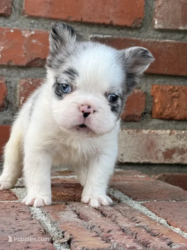💙 Blue Pied Merle Male Fluffy French Bulldog – French Bulldog puppy for sale in Arcadia, CA