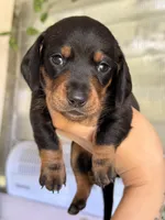 💙 Black & Tan Male Short Haired Dachshund, a male Miniature Dachshund for sale in Arcadia, CA – Photo 2 of 3