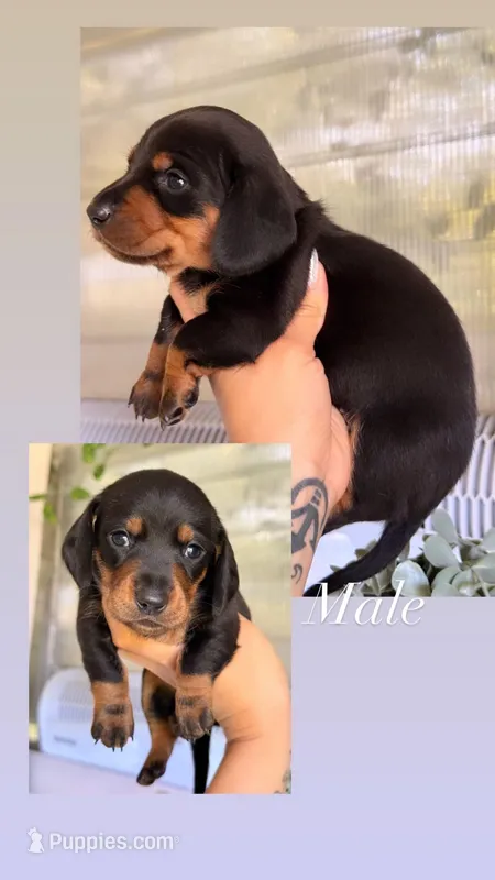 💙 Black & Tan Male Short Haired Dachshund – Miniature Dachshund puppy for sale in Arcadia, CA