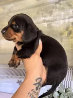 💙 Black & Tan Male Short Haired Dachshund, a male Miniature Dachshund for sale in Arcadia, CA – Photo 3 of 3