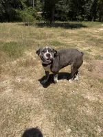 Dutches , a female American Bulldog for sale in Waller, TX – 4 of 4