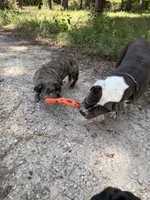 Ralo, a male French Bulldog for sale in Waller, TX – 4 of 4