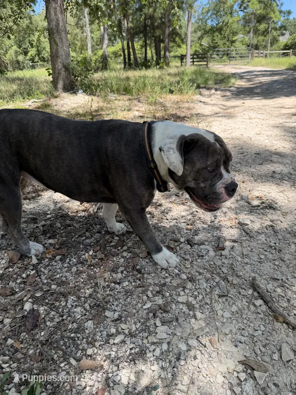 Dutches  – American Bulldog puppy for sale in Waller, TX