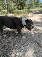 Dutches , a female American Bulldog for sale in Waller, TX – 1 of 4