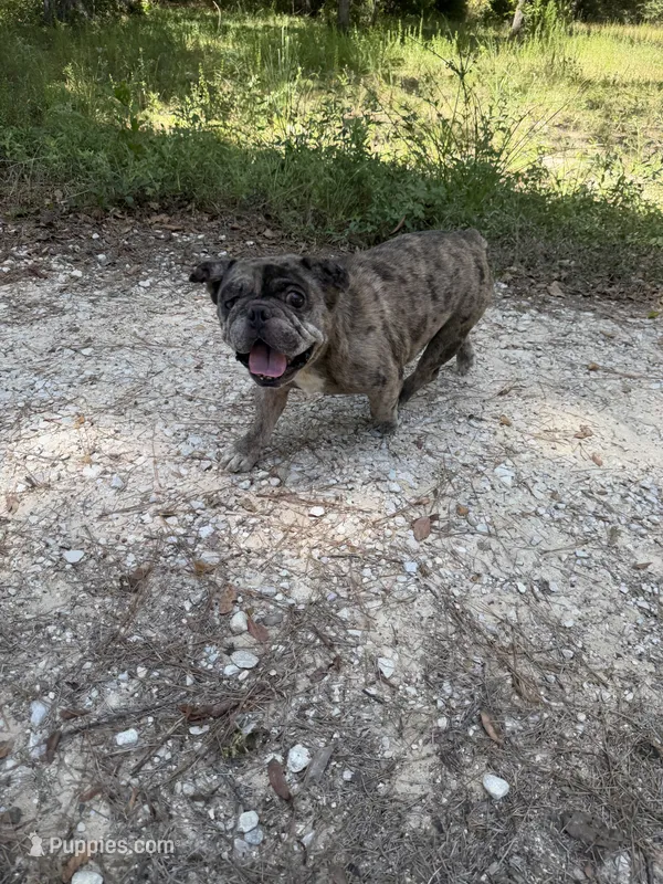 Ralo – French Bulldog puppy for sale in Waller, TX