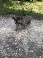 Ralo, a male French Bulldog for sale in Waller, TX – 1 of 4