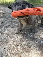 Ralo, a male French Bulldog for sale in Waller, TX – 2 of 4