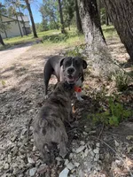 Dutches , a female American Bulldog for sale in Waller, TX – 2 of 4