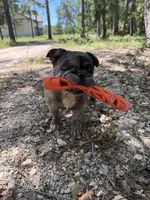 Ralo, a male French Bulldog for sale in Waller, TX – 3 of 4