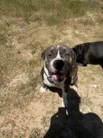 Dutches , a female American Bulldog for sale in Waller, TX – 3 of 4
