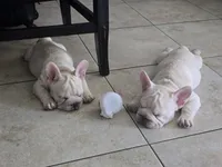French bulldog , a male French Bulldog for sale in Long Beach, CA – 4 of 8