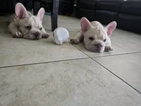 French bulldog , a male French Bulldog for sale in Long Beach, CA – 5 of 8