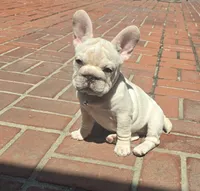 French bulldog , a male French Bulldog for sale in Long Beach, CA – 8 of 8