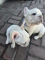 French bulldog , a male French Bulldog for sale in Long Beach, CA – 3 of 8