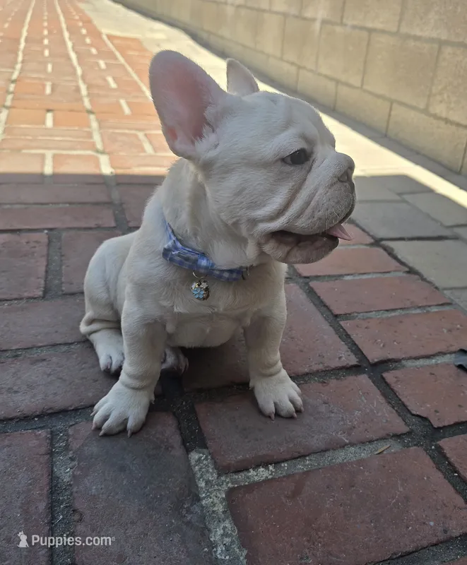 French bulldog  – French Bulldog puppy for sale in Long Beach, CA