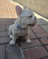 French bulldog , a male French Bulldog for sale in Long Beach, CA – 1 of 8