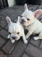 French bulldog , a male French Bulldog for sale in Long Beach, CA – 7 of 8