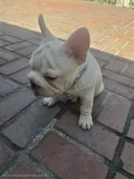 French bulldog , a male French Bulldog for sale in Long Beach, CA – 6 of 8