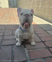 French bulldog , a male French Bulldog for sale in Long Beach, CA – 2 of 8