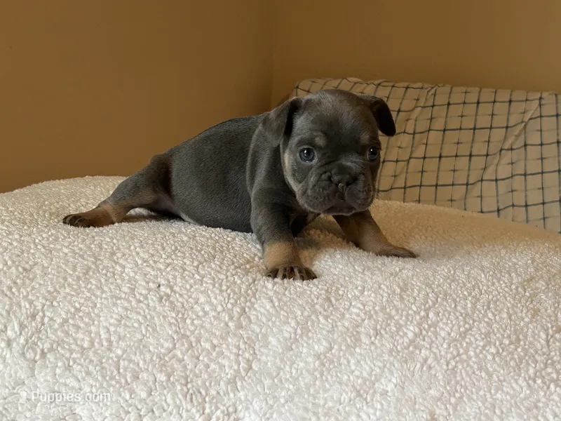Male – French Bulldog puppy for sale in Bakersfield, CA