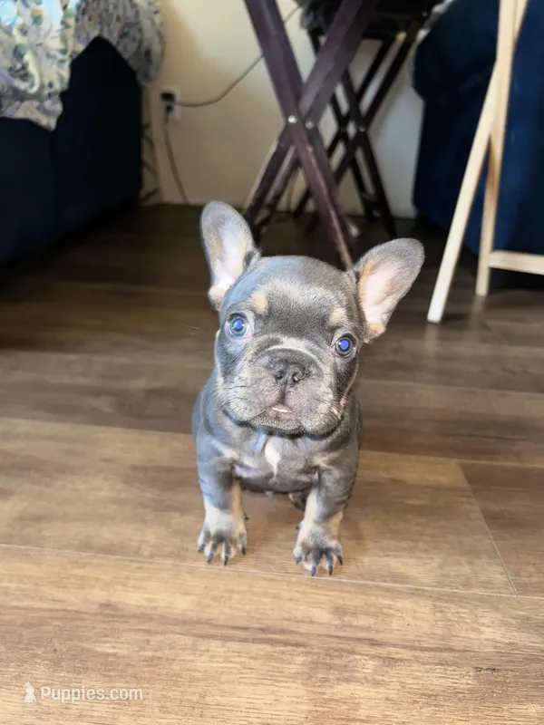 Male – French Bulldog puppy for sale in Bakersfield, CA