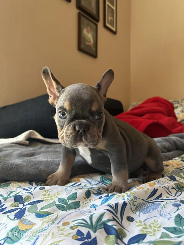 Male – French Bulldog puppy for sale in Bakersfield, CA