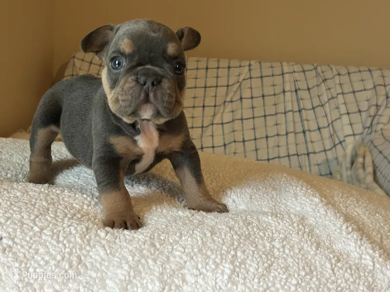 Male – French Bulldog puppy for sale in Bakersfield, CA
