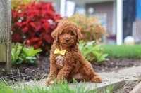 Finn, a male Poodle - Miniature  for sale in Millersburg, OH – 4 of 10