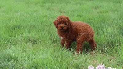 Finn, a male Poodle - Miniature  for sale in Millersburg, OH – 10 of 10