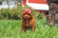 Clover, a female Poodle - Miniature  for sale in Millersburg, OH – 1 of 7
