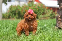 Clover, a female Poodle - Miniature  for sale in Millersburg, OH – 6 of 7