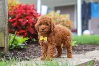 Finn, a male Poodle - Miniature  for sale in Millersburg, OH – 9 of 10