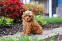 Pippa, a female Poodle - Miniature  for sale in Millersburg, OH – 4 of 7