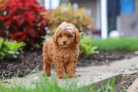 Pippa, a female Poodle - Miniature  for sale in Millersburg, OH – 3 of 7