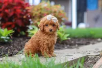Pippa, a female Poodle - Miniature  for sale in Millersburg, OH – 5 of 7