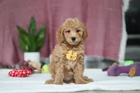 Chase, a male Miniature Goldendoodle for sale in Millersburg, OH – Photo 3 of 5