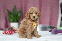 Chase, a male Miniature Goldendoodle for sale in Millersburg, OH – Photo 4 of 5