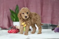 Chase, a male Miniature Goldendoodle for sale in Millersburg, OH – Photo 2 of 5