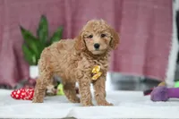 Chase, a male Miniature Goldendoodle for sale in Millersburg, OH – Photo 5 of 5