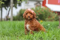 Sunny, a female Poodle - Miniature  for sale in Millersburg, OH – 4 of 7