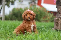 Sunny, a female Poodle - Miniature  for sale in Millersburg, OH – 6 of 7