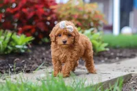 Pippa, a female Poodle - Miniature  for sale in Millersburg, OH – 2 of 7